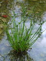 164_11_05ba_crnordeca_ostrica_Cyperus_fuscus.jpg