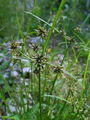 164_11_05bb_crnordeca_ostrica_Cyperus_fuscus.jpg