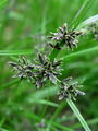 164_11_05bc_crnordeca_ostrica_Cyperus_fuscus.jpg