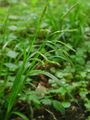 164_16_68ba_gozdni_sas_Carex_sylvatica_DSC08847.jpg