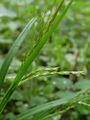 164_16_68bb_gozdni_sas_Carex_sylvatica__DSC08848.jpg