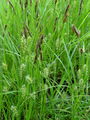 164_16_87ba_dlakavi_sas_Carex_hirta.jpg
