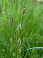 164_16_87bb_dlakavi_sas_Carex_hirta.jpg
