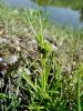 164_16_99x_sas_Carex_oederi.jpg