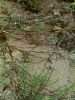 Filename=168_34_08ba_sopulja_plazeca_Agrostis_stolonifera_DSC02512a.jpg
Filesize=370KB
Dimensions=675x900
Date added=Nov 25, 2020 168_34_08ba_sopulja_plazeca_Agrostis_stolonifera_DSC02512a.jpg