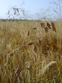 Filename=168_53_02bd_zitna_stoklasa_Bromus_secalinus__DSC00554.jpg
Filesize=154KB
Dimensions=675x900
Date added=Feb 17, 2009 168_53_02bd_zitna_stoklasa_Bromus_secalinus__DSC00554.jpg
