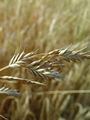 Filename=168_53_02be_zitna_stoklasa_Bromus_secalinus__DSC00551.jpg
Filesize=123KB
Dimensions=675x900
Date added=Feb 17, 2009 168_53_02be_zitna_stoklasa_Bromus_secalinus__DSC00551.jpg
