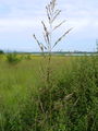 Filename=168_57_01abb_modra_stozka_Molinia_caerulea_subsp__caerulea_DSC01721.jpg
Filesize=150KB
Dimensions=675x900
Date added=Feb 17, 2009 168_57_01abb_modra_stozka_Molinia_caerulea_subsp__caerulea_DSC01721.jpg