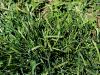 Filename=168_65_01ba_prosenka_indijska_Eleusine_indica_IMG_8244a.jpg
Filesize=359KB
Dimensions=900x675
Date added=Nov 26, 2020 168_65_01ba_prosenka_indijska_Eleusine_indica_IMG_8244a.jpg