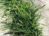 Filename=168_65_01bb_prosenka_indijska_Eleusine_indica_IMG_8243a.jpg
Filesize=307KB
Dimensions=900x675
Date added=Nov 26, 2020 168_65_01bb_prosenka_indijska_Eleusine_indica_IMG_8243a.jpg