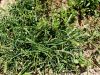 Filename=168_65_01bc_prosenka_indijska_Eleusine_indica_IMG_8240a.jpg
Filesize=458KB
Dimensions=900x675
Date added=Nov 26, 2020 168_65_01bc_prosenka_indijska_Eleusine_indica_IMG_8240a.jpg