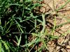 Filename=168_65_01bd_prosenka_indijska_Eleusine_indica_IMG_8242a.jpg
Filesize=268KB
Dimensions=900x675
Date added=Nov 26, 2020 168_65_01bd_prosenka_indijska_Eleusine_indica_IMG_8242a.jpg
