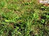 Filename=168_65_01be_prosenka_indijskae_Eleusine_indica_IMG_3790a.jpg
Filesize=372KB
Dimensions=900x675
Date added=Nov 26, 2020 168_65_01be_prosenka_indijskae_Eleusine_indica_IMG_3790a.jpg