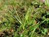 Filename=168_65_01bf_prosenka_indijska_Eleusine_indica_IMG_3791a.jpg
Filesize=211KB
Dimensions=900x675
Date added=Nov 26, 2020 168_65_01bf_prosenka_indijska_Eleusine_indica_IMG_3791a.jpg