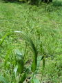 Filename=168_73_02ba_navadno_proso_Panicum_miliaceum.jpg
Filesize=246KB
Dimensions=675x900
Date added=Feb 17, 2009 168_73_02ba_navadno_proso_Panicum_miliaceum.jpg