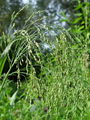Filename=168_73_02bb_navadno_proso_Panicum_miliaceum_DSC01705.jpg
Filesize=234KB
Dimensions=675x900
Date added=Feb 17, 2009 168_73_02bb_navadno_proso_Panicum_miliaceum_DSC01705.jpg