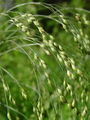Filename=168_73_02bc_lasasto_proso_Panicum_capilare_DSC01708.jpg
Filesize=157KB
Dimensions=675x900
Date added=Feb 17, 2009 168_73_02bc_lasasto_proso_Panicum_capilare_DSC01708.jpg