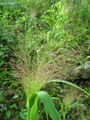 Filename=168_73_03bb_lasasto_proso_Panicum_capilare_DSC01943.jpg
Filesize=260KB
Dimensions=675x900
Date added=Feb 17, 2009 168_73_03bb_lasasto_proso_Panicum_capilare_DSC01943.jpg