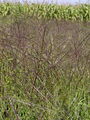 Filename=168_78_02ba_krvavordeca_srakonja_Digitaria_sanguinalis_DSC01988.jpg
Filesize=319KB
Dimensions=675x900
Date added=Feb 17, 2009 168_78_02ba_krvavordeca_srakonja_Digitaria_sanguinalis_DSC01988.jpg