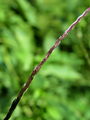 Filename=168_78_02bc_krvavordeca_srakonja_Digitaria_sanguinalis_DSC01774.jpg
Filesize=109KB
Dimensions=675x900
Date added=Feb 17, 2009 168_78_02bc_krvavordeca_srakonja_Digitaria_sanguinalis_DSC01774.jpg