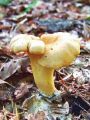 lisicka_navadna_a_Cantharellus_cibarius_var__bicolor_2012_10010027.jpg