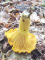 lisicka_navadna_b_Cantharellus_cibarius_var__bicolor_2012_10010028.jpg
