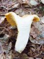 lisicka_navadna_c_Cantharellus_cibarius_var__bicolor_2012_10010029.jpg