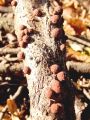 skorjeder_jagodasti_b_Hypoxylon_fragiforme_2010_10270007.jpg