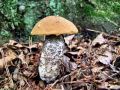 turek_brezov_b_Leccinum_versipelle_2013_09260021.jpg
