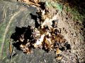 zrascenka_velika_a_Grifola_frondosa_2012_10010042.jpg