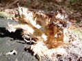 zrascenka_velika_b_Grifola_frondosa_2012_10010045.jpg
