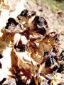zrascenka_velika_c_Grifola_frondosa_2012_10010043.jpg