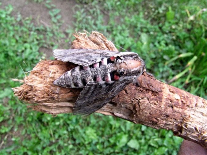 Click to view full size image