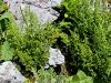 Filename=008_01_11cc_srsaj_deljenolistni_Asplenium_fissum_IMG_4625a.jpg
Filesize=378KB
Dimensions=900x675
Date added=Aug 05, 2020 008_01_11cc_srsaj_deljenolistni_Asplenium_fissum_IMG_4625a.jpg
