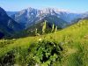 Filename=025_09_01ca_preobjeda_ozkočeladasta_Aconitum_lycoctonum_IMG_7679a.jpg
Filesize=337KB
Dimensions=900x675
Date added=Jul 17, 2019 025_09_01ca_preobjeda_ozkočeladasta_Aconitum_lycoctonum_IMG_7679a.jpg