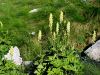 Filename=025_09_01cb_preobjeda_ozkoceladasta_Aconitum_lycoctonumIMG_7688a.jpg
Filesize=424KB
Dimensions=900x675
Date added=Jul 17, 2019 025_09_01cb_preobjeda_ozkoceladasta_Aconitum_lycoctonumIMG_7688a.jpg