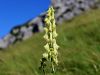 Filename=025_09_01cc_preobjeda_ozkoceladasta_Aconitum_lycoctonum_IMG_7695a.jpg
Filesize=134KB
Dimensions=900x675
Date added=Jul 17, 2019 025_09_01cc_preobjeda_ozkoceladasta_Aconitum_lycoctonum_IMG_7695a.jpg