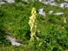 Filename=025_09_01cd_preobjeda_ozkoceladasta_Aconitum_lycoctonum_IMG_7873a.jpg
Filesize=188KB
Dimensions=900x675
Date added=Jul 17, 2019 025_09_01cd_preobjeda_ozkoceladasta_Aconitum_lycoctonum_IMG_7873a.jpg