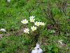 Filename=025_12_01bca_kosmatinec_alpski_Pulsatilla_alpina_IMG_7010a.jpg
Filesize=368KB
Dimensions=900x675
Date added=Jul 23, 2018 025_12_01bca_kosmatinec_alpski_Pulsatilla_alpina_IMG_7010a.jpg