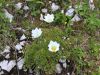 Filename=025_12_01bcb_kosmatinec_alpski_Pulsatilla_alpina_IMG_7021a.jpg
Filesize=294KB
Dimensions=900x675
Date added=Jul 23, 2018 025_12_01bcb_kosmatinec_alpski_Pulsatilla_alpina_IMG_7021a.jpg