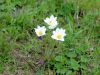 Filename=025_12_01bcc_kosmatinec_alpski_Pulsatilla_alpina_IMG_7007a.jpg
Filesize=217KB
Dimensions=900x675
Date added=Jul 23, 2018 025_12_01bcc_kosmatinec_alpski_Pulsatilla_alpina_IMG_7007a.jpg