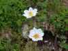 Filename=025_12_01bcd_kosmatinec_alpski_Pulsatilla_alpina_IMG_7008a.jpg
Filesize=160KB
Dimensions=900x675
Date added=Jul 23, 2018 025_12_01bcd_kosmatinec_alpski_Pulsatilla_alpina_IMG_7008a.jpg