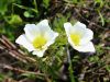Filename=025_12_01bce_kosmatinec_alpski_Pulsatilla_alpina_IMG_7000a.jpg
Filesize=175KB
Dimensions=900x675
Date added=Jul 23, 2018 025_12_01bce_kosmatinec_alpski_Pulsatilla_alpina_IMG_7000a.jpg