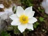 Filename=025_12_01bcf_kosmatinec_alpski_Pulsatilla_alpina_IMG_7009a.jpg
Filesize=137KB
Dimensions=900x675
Date added=Jul 23, 2018 025_12_01bcf_kosmatinec_alpski_Pulsatilla_alpina_IMG_7009a.jpg