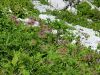 Filename=025_12_01bcg_kosmatinec_alpski_Pulsatilla_alpina_IMG_7049a.jpg
Filesize=364KB
Dimensions=900x675
Date added=Jul 23, 2018 025_12_01bcg_kosmatinec_alpski_Pulsatilla_alpina_IMG_7049a.jpg