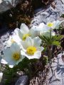 Filename=025_12_01ccb_Kosmatinec_alpski_Pulsatilla_alpina_subs__alba_2010_06250091.jpg
Filesize=262KB
Dimensions=675x900
Date added=Jun 29, 2010 025_12_01ccb_Kosmatinec_alpski_Pulsatilla_alpina_subs__alba_2010_06250091.jpg