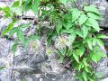Filename=025_13_06bd_Srobot_planinski_Clematis_alpina_2014_06210101.jpg
Filesize=328KB
Dimensions=900x675
Date added=Jan 11, 2015 025_13_06bd_Srobot_planinski_Clematis_alpina_2014_06210101.jpg