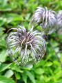 Filename=025_13_06be_Srobot_planinski_Clematis_alpina_bd.jpg
Filesize=174KB
Dimensions=675x900
Date added=Jul 23, 2011 025_13_06be_Srobot_planinski_Clematis_alpina_bd.jpg