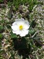 025_14_24bc_zlatica_alpska_2010_06090061.jpg