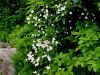 Filename=025_14_27cb_zlatica_platanolistna_Ranunculus_platanifolius_IMG_7175a.jpg
Filesize=310KB
Dimensions=900x675
Date added=Jul 17, 2019 025_14_27cb_zlatica_platanolistna_Ranunculus_platanifolius_IMG_7175a.jpg